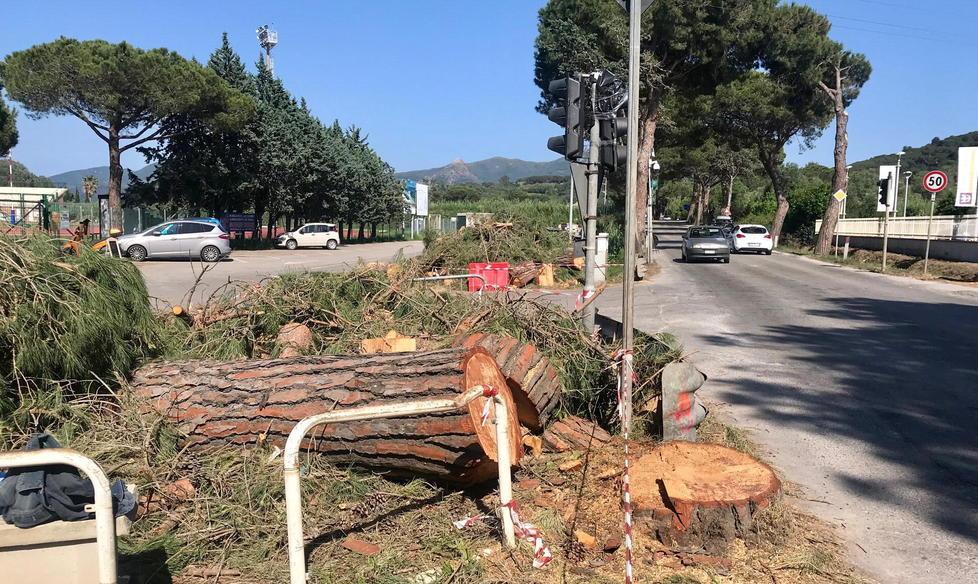 Nuove piantumazioni per celebrare la Giornata degli alberi