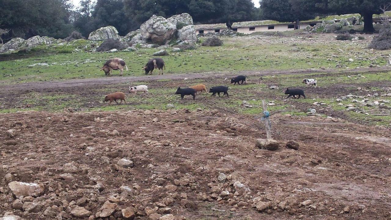 Maiali abbattuti a Orgosolo otto casi di sieropositività