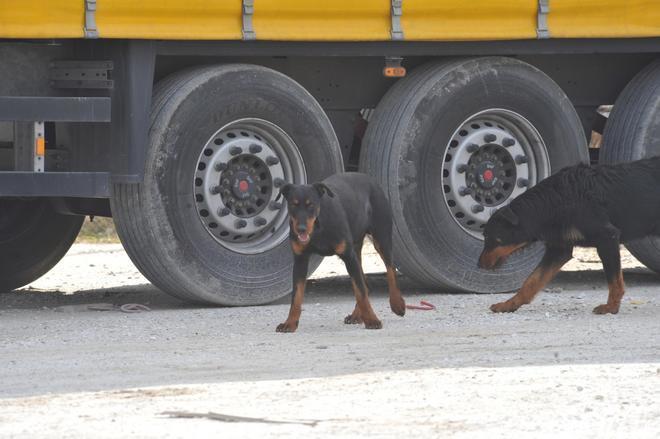 I cani vanno identificati, parte la schedatura a Collesalvetti 