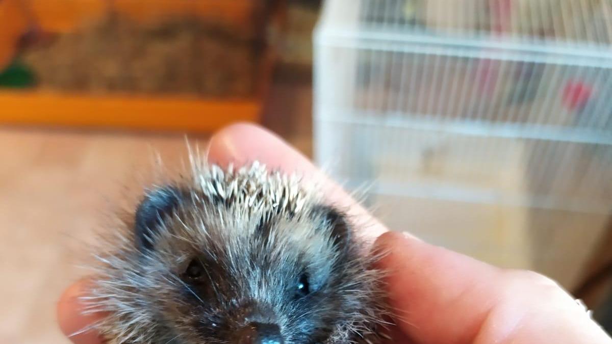 Un porcospino