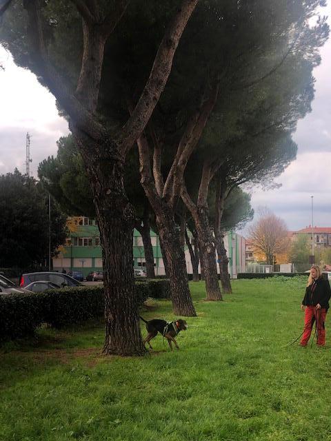 Il cane sotto gli alberi fiuta la presenza del tarlo asiatico
