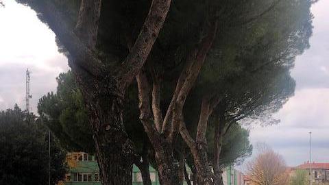 Il cane sotto gli alberi fiuta la presenza del tarlo asiatico