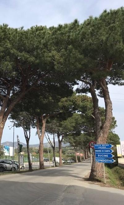 Gli agronomi avvertono Zini: «Prudenza nel taglio del verde» 