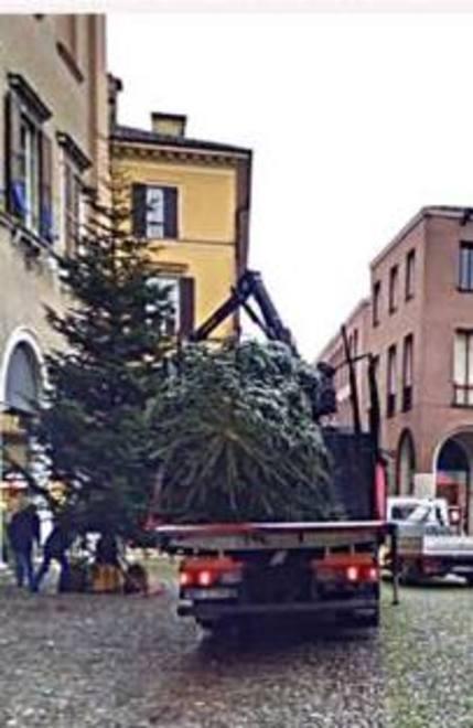 Ecco gli alberi per il centro
