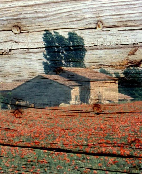 “Le Vigne di Matilde” dipinte da quattordici artisti