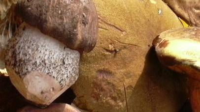 Funghi, contro le intossicazioni c’è lo sportello micologico