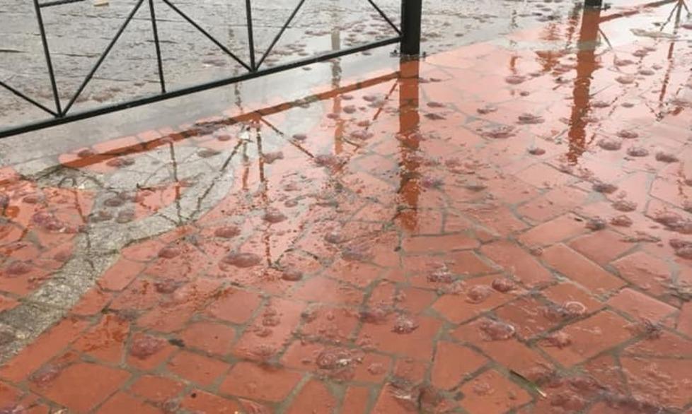 Centinaia di meduse invadono la piazza