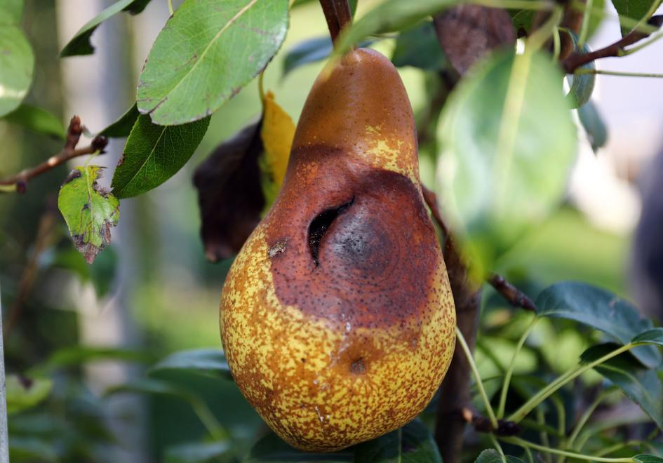 Cimice, la difesa “fai da te” I frutticoltori vanno a lezione 
