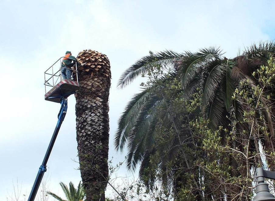 Sempre più palme ammalate, ora si parte col potare da piazza Dante 