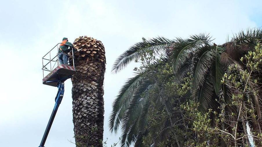 Sempre più palme ammalate, ora si parte col potare da piazza Dante