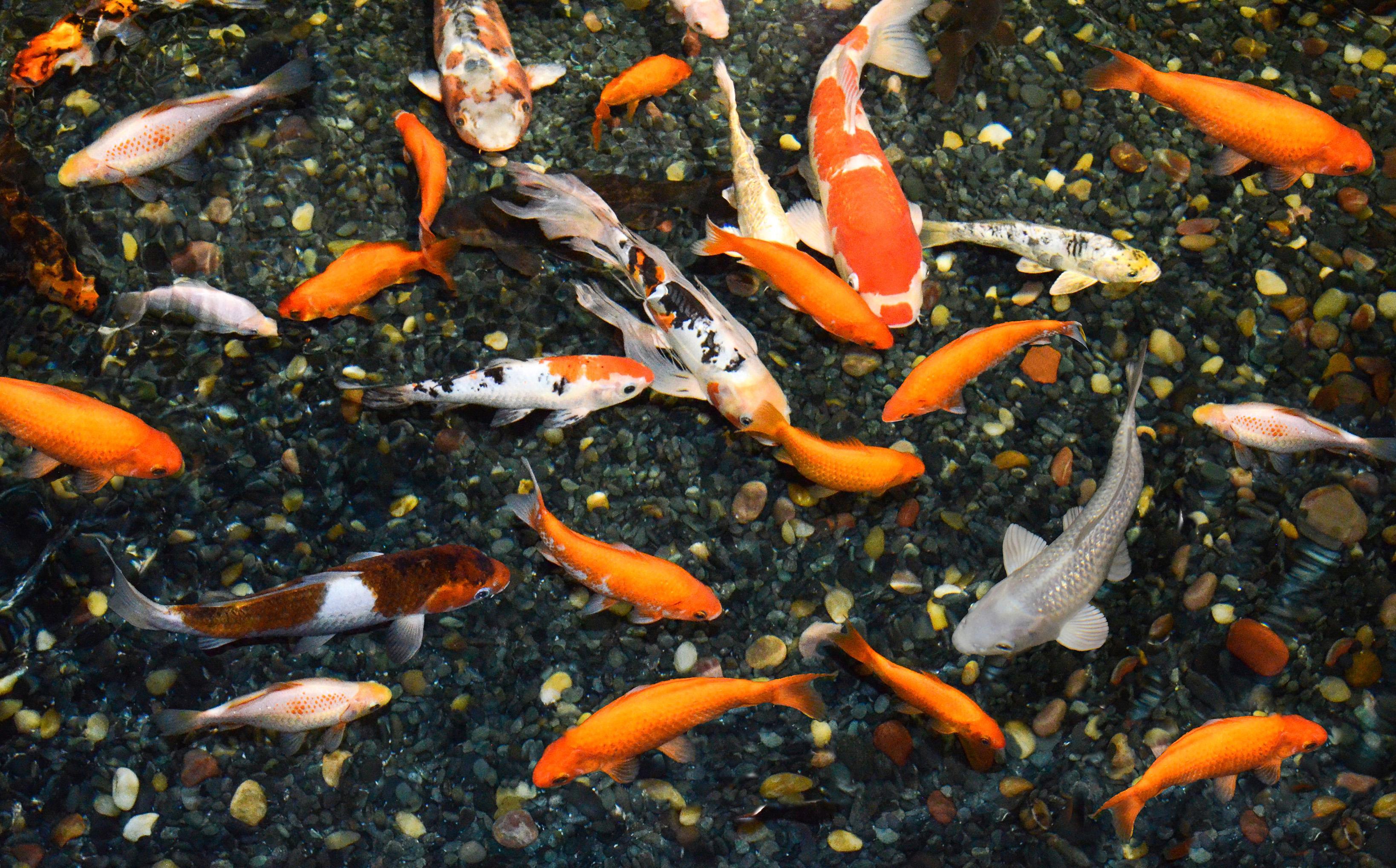 L’acquario del museo. La biodiversità delle acque dolci