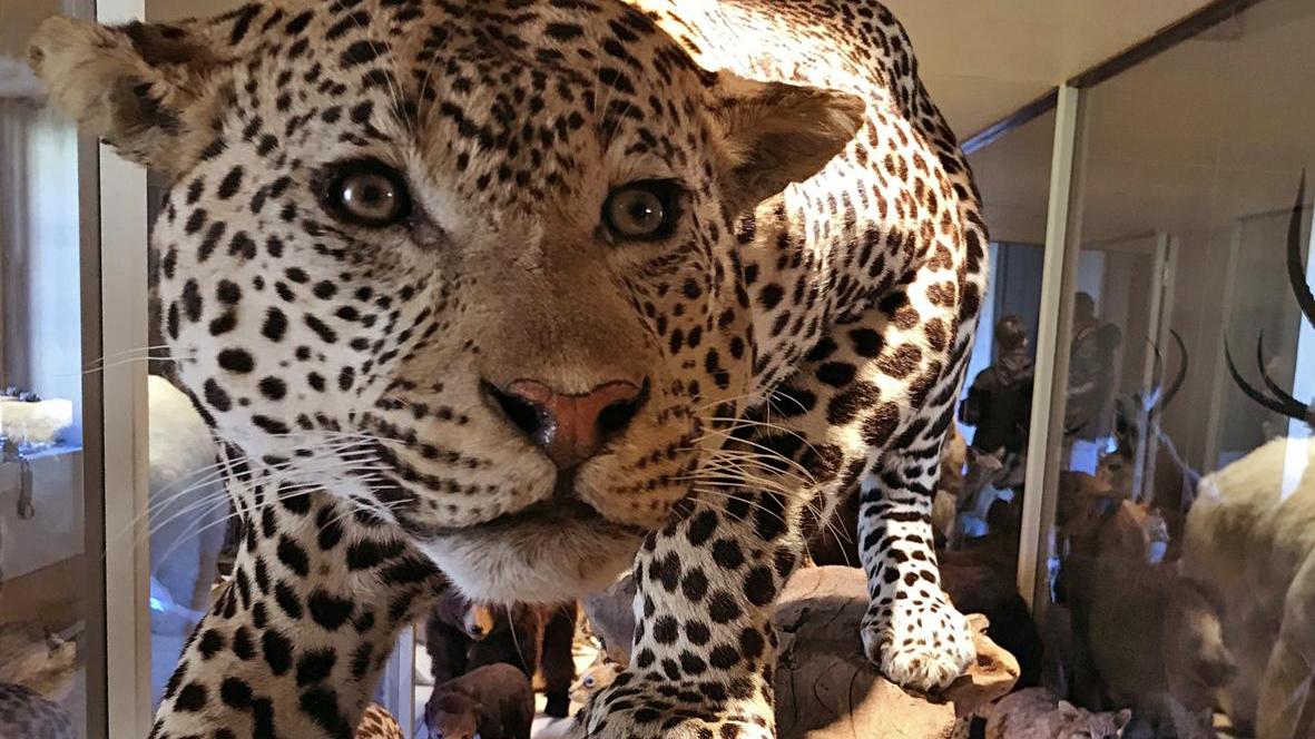 La Galleria dei mammiferi. Un’immensa parata di biodiversità