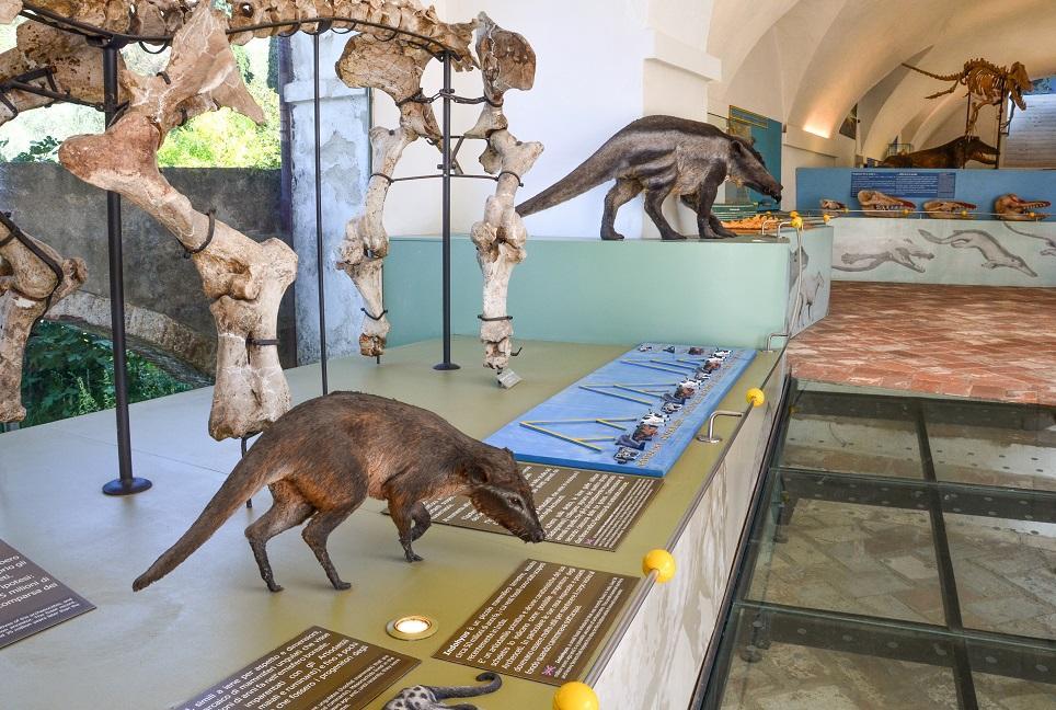 La SALA DEGLI ARCHEOCETI. Dalla terra al mare 