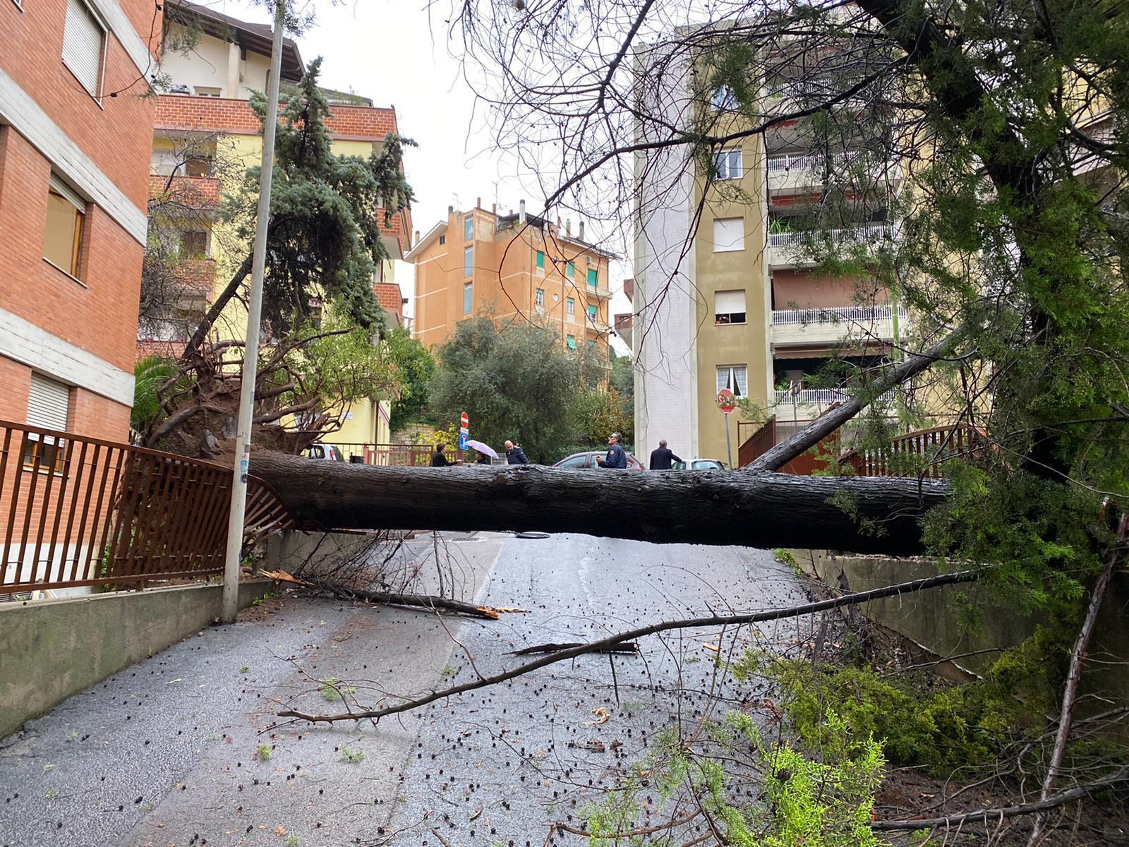 L'albero caduto tra via Principessa Jolanda e via Fancello