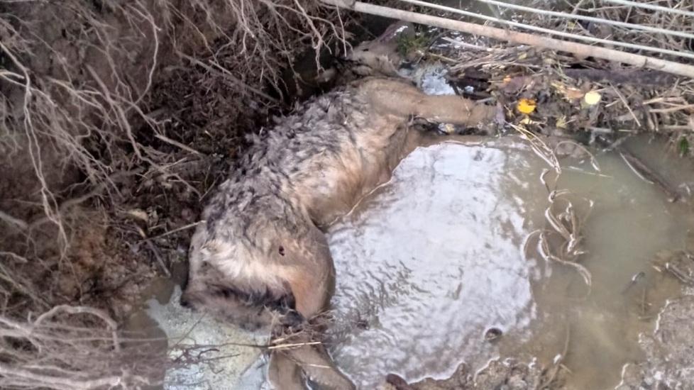 Lupa sbrana decine di pecore poi viene ammazzata dai cani