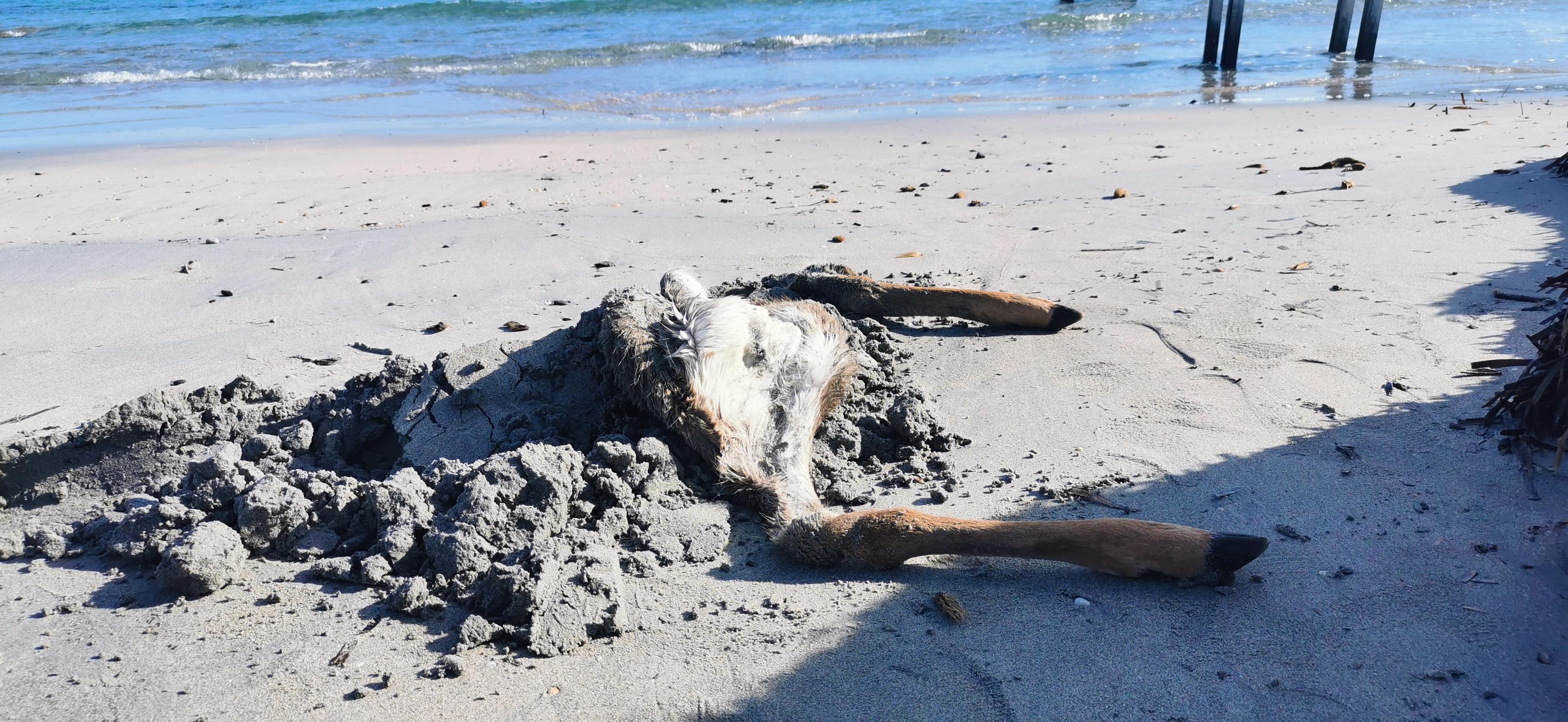 Siniscola, sulla spiaggia la pelle di una cerva cacciata di frodo