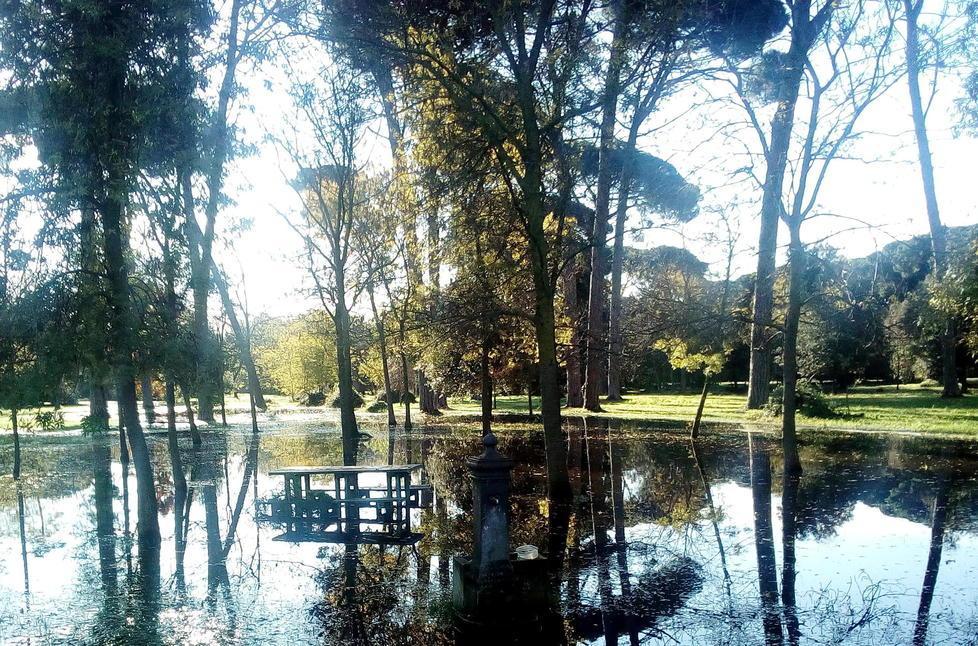Viale dei tigli, pini ancora a rischio crollo: Sos del Comune