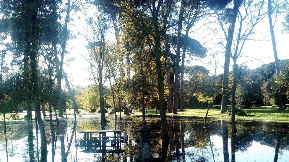 Viale dei tigli, pini ancora a rischio crollo: Sos del Comune