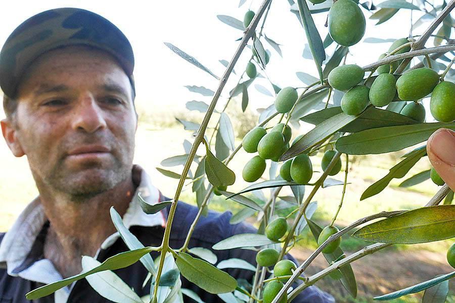 La raccolta delle olive (archivio)