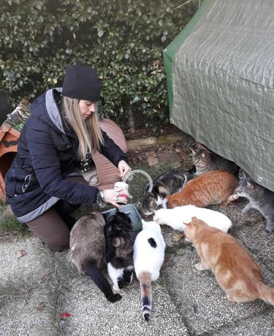 Un gattile a Follonica per tutti i mici randagi