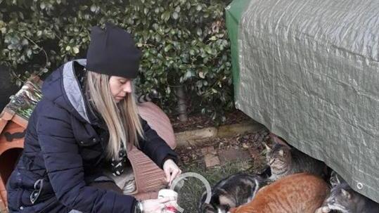 Un gattile a Follonica per tutti i mici randagi