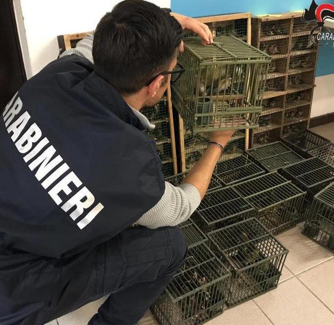 Sequestrati 235 uccelli all’Ornitologica 