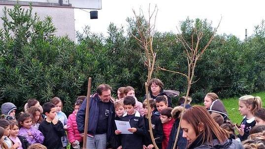 Festa dell’albero, un gelso bianco a scuola