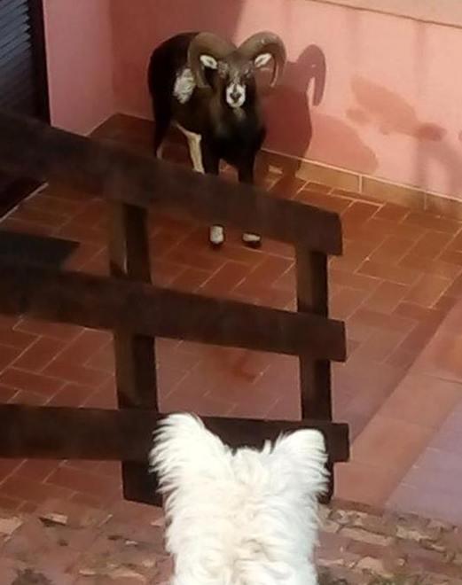 Il duello tra cane e... muflone