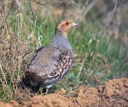 Bentornata starna italica Il volatile scomparso si riaffaccia nel Mezzano Cinque anni per farcela 