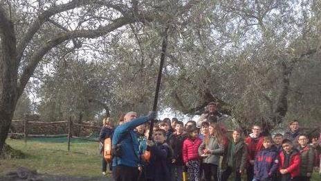Piccoli raccoglitori a scuola di olivicoltura 