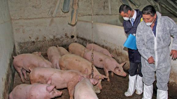 Peste suina quasi sconfitta in Sardegna, abbattuti 4500 maiali 
