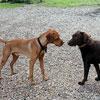 Entra in vigore l’anagrafe per tutti i cani 