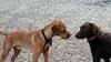 Entra in vigore l’anagrafe per tutti i cani