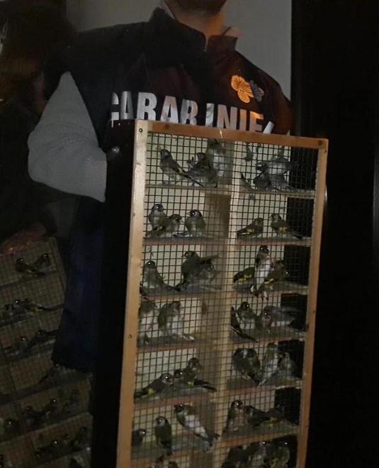 Maxi sequestro di 235 uccelli: «Espositori banditi da Reggio» 