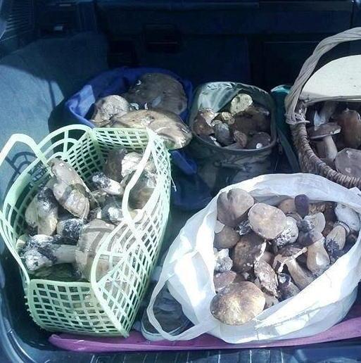 Mangiano funghi, madre e figlia intossicate finiscono all’ospedale