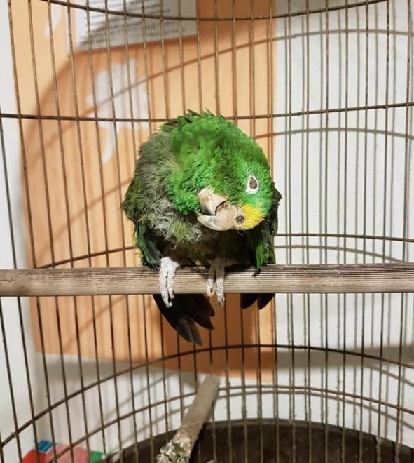 Loreto, il pappagallo di 54 anni “evacuato” dalla casa inagibile 