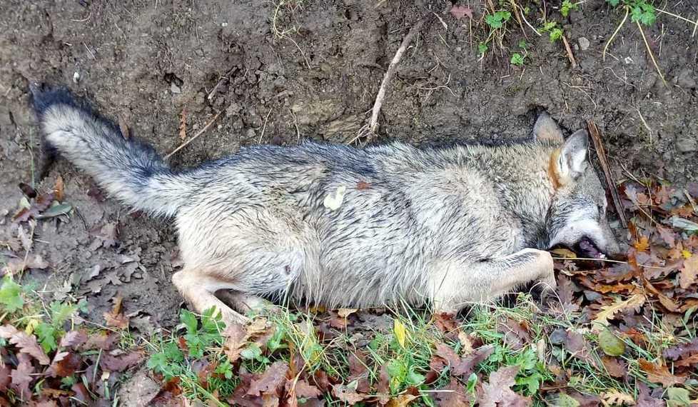 Lupo insegue la preda È travolto e ucciso 