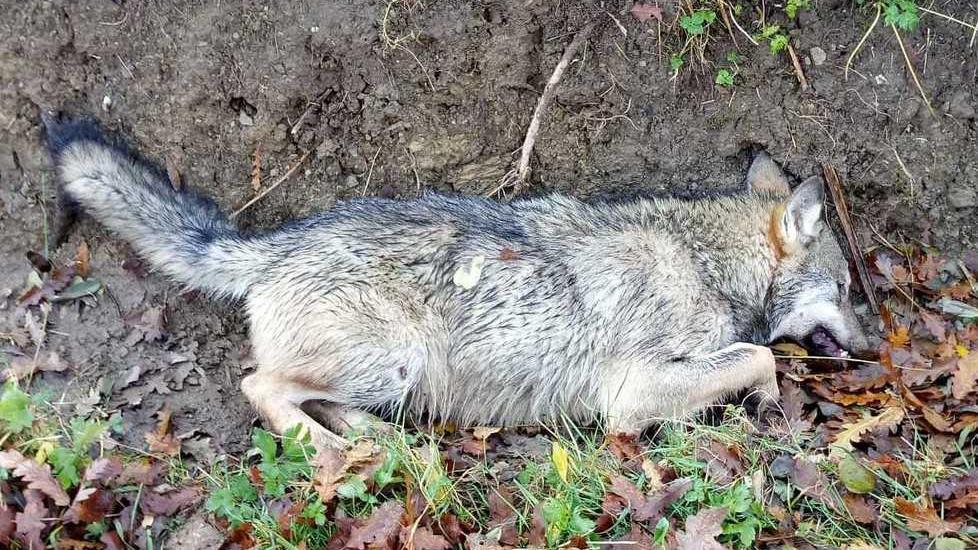 Lupo insegue la preda È travolto e ucciso