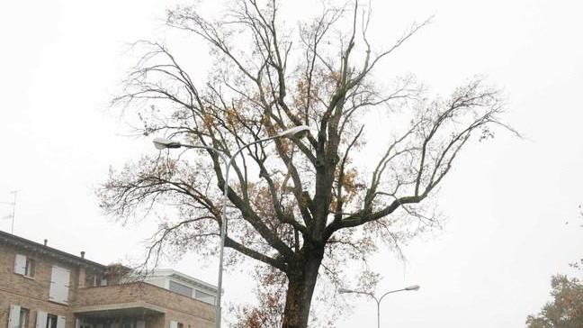 La quercia malata oggi sarà abbattuta