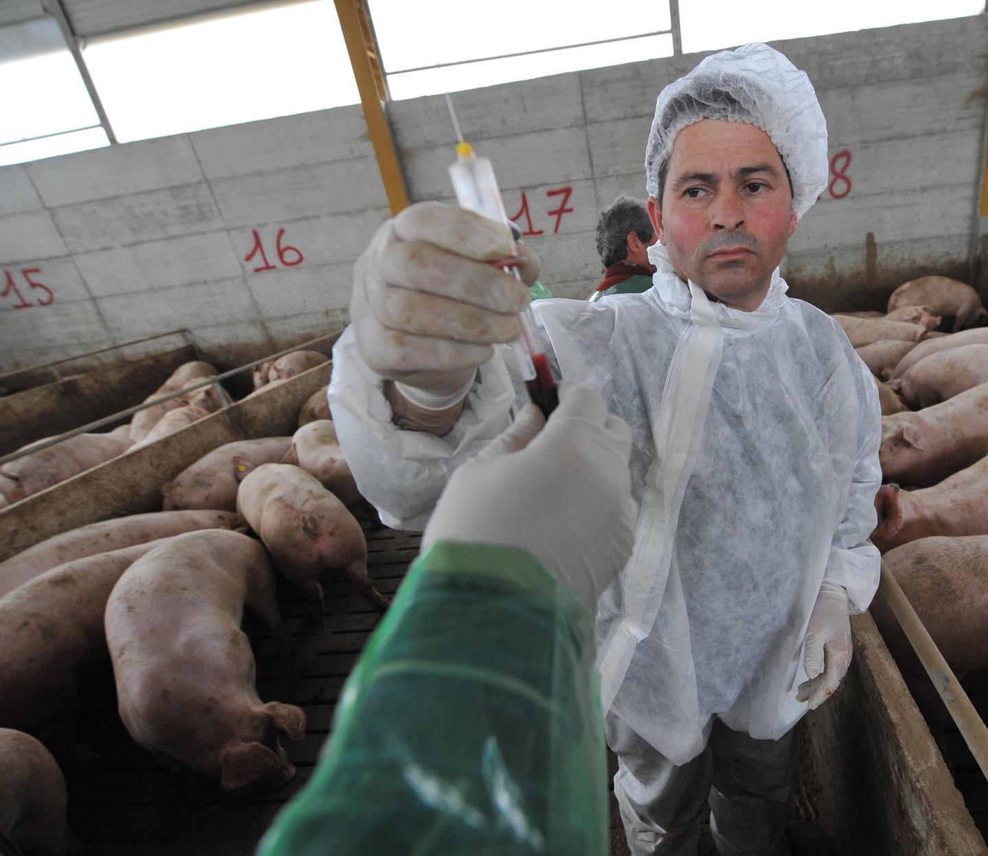 Vaccini ancora in ritardo in Sardegna, protestano gli allevatori 