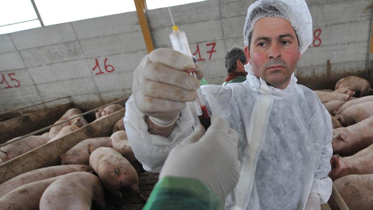 Vaccini ancora in ritardo in Sardegna, protestano gli allevatori