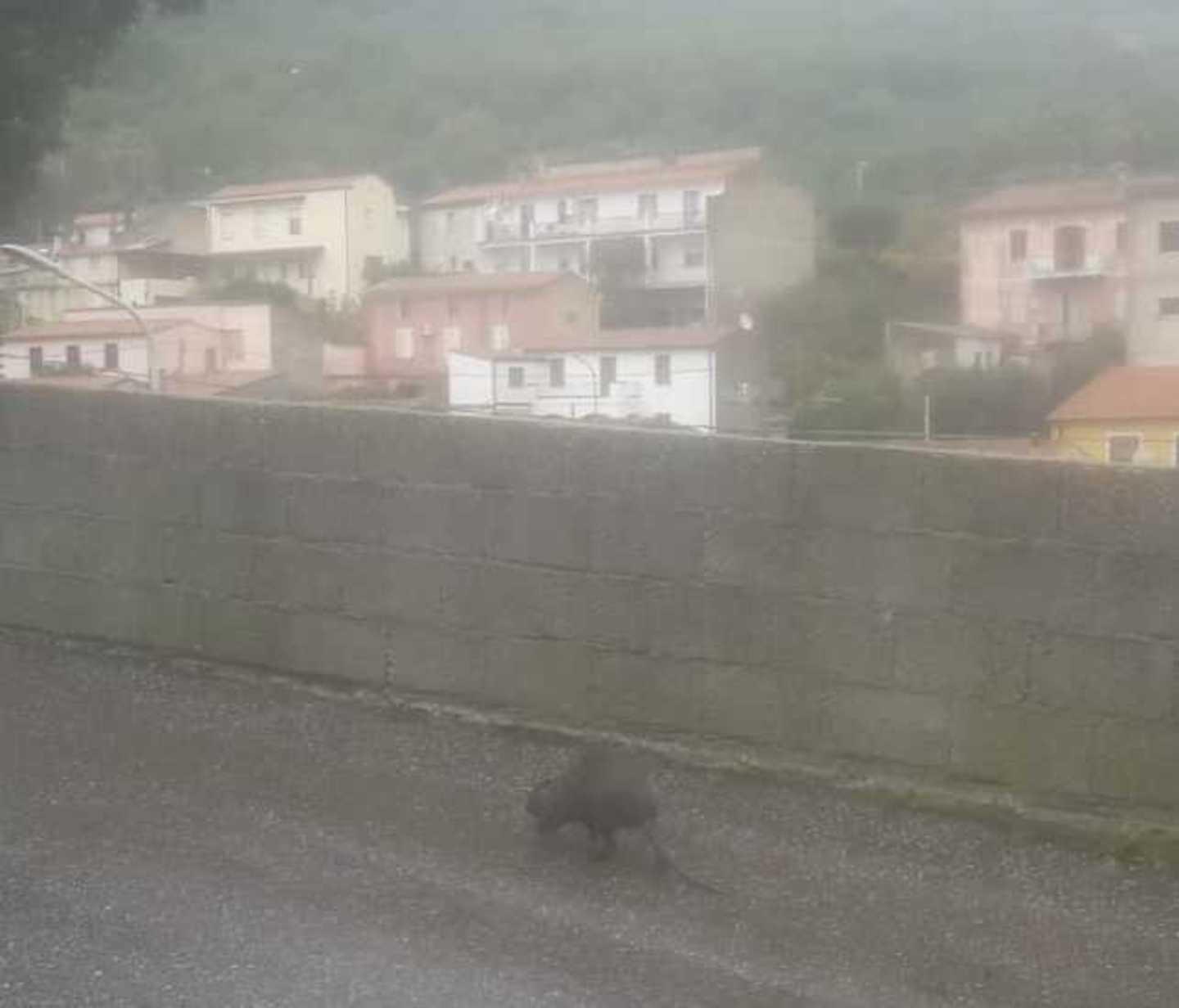 Bortigali, le nutrie mordono i cani 