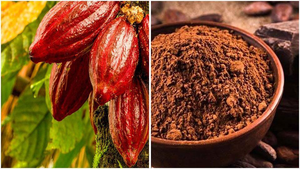Misteri e delizie del cacao. Da oggi, venerdì 29, al 13 aprile una mostra “didattica”