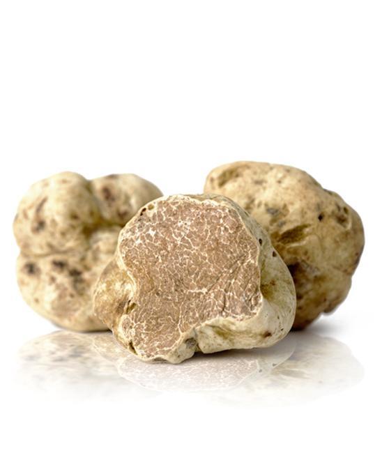 Il festival del tartufo bianco con la battuta nel bosco
