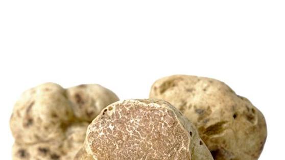 Il festival del tartufo bianco con la battuta nel bosco