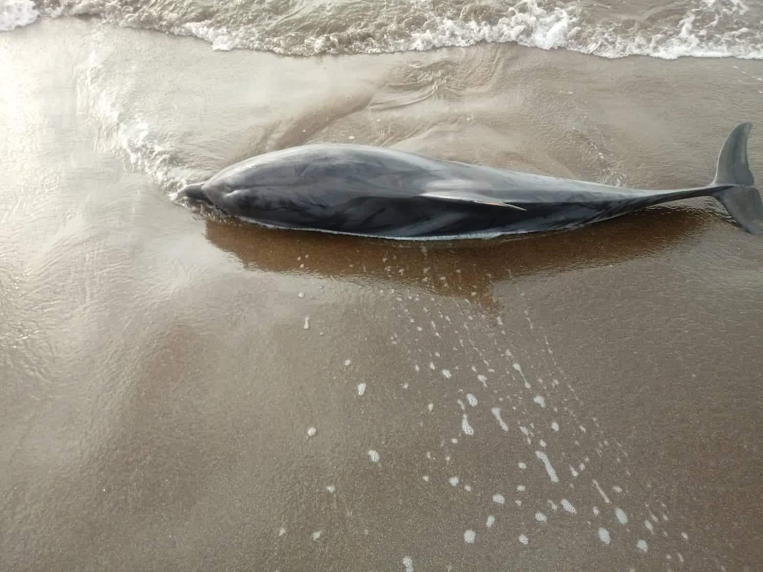 Delfino spiaggiato a Bosa Marina