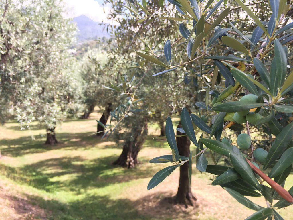 Uno shampoo con l’olio dell’Olivo Quercetano: «E lo esporteremo»