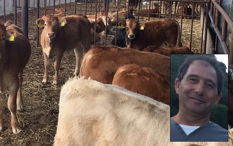 Incornato e calpestato da una mandria di vitelli, sardo muore in Toscana