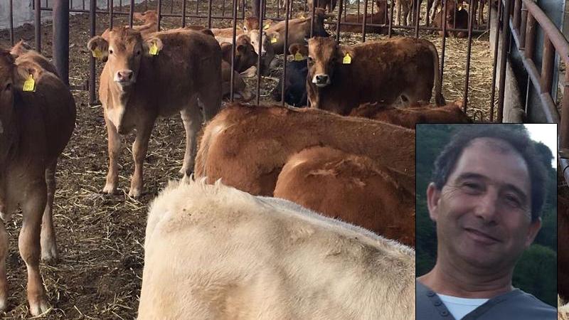 Incornato e calpestato da una mandria di vitelli, sardo muore in Toscana
