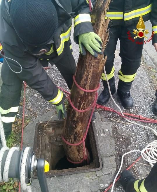 I vigili del fuoco tolgono un albero dal torrente